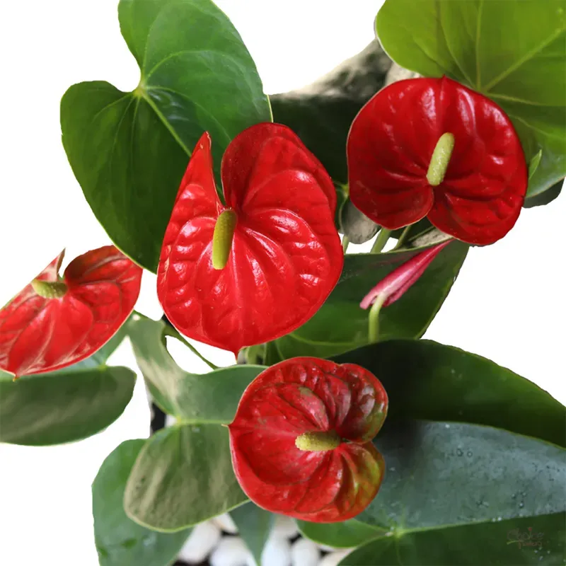 Антуриум комнатный